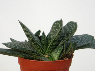 Gasteria pillansii var. ernesti-ruschii 'Pumila'   - Pot  6 cm