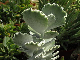 Cotyledon mucronata (C. undulata)   - Pot  6 cm