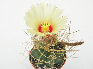 Astrophytum capricorne var. senile fma. aureum   - Pot  5 cm