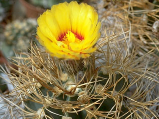 Astrophytum capricorne var. senile fma. aureum 