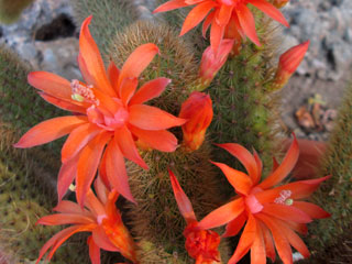 Hildewintera aureispina (Cleistocactus winteri)   - Pot  6 cm