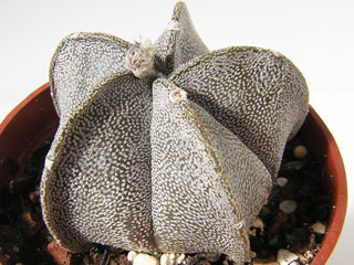 Astrophytum coahuilense 