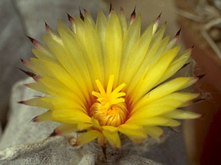 Astrophytum coahuilense   - Pot  5 cm