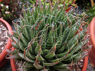 Aloe aristata   - Pot  8 cm