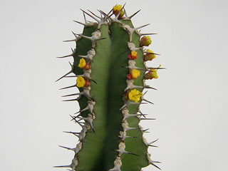 Euphorbia polyacantha   - Pot 10 cm