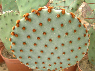 Opuntia rufida   - Pot 10 cm