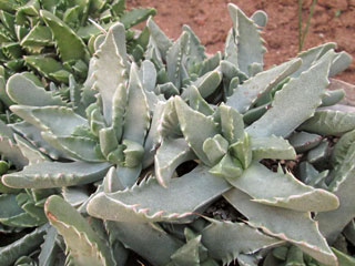 Faucaria felina 'Plana'   - Pot 10 cm