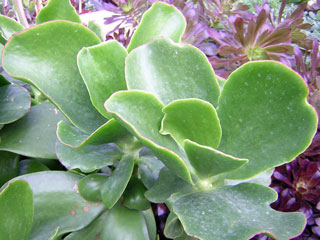 Cotyledon orbiculata 'Macrantha'   - Pot 12 cm