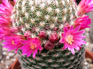 Mammillaria matudae   - Pot  6 cm