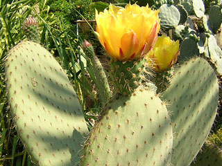 Opuntia leucotricha   - Bouture