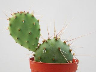 Opuntia phaeacantha var. camanchica   - Pot  8 cm