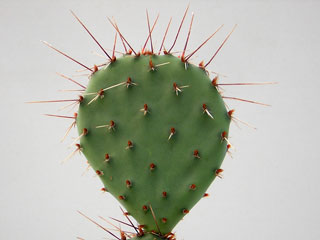 Opuntia phaeacantha   - Pot  8 cm