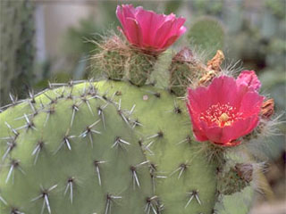 Opuntia pilifera   - Bouture