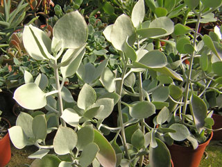 Kalanchoe bracteata   - Pot  6 cm