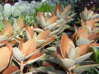 Kalanchoe orgyalis   - Pot  6 cm