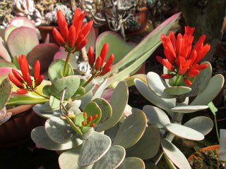 Kalanchoe farinacea   - Pot  5 cm