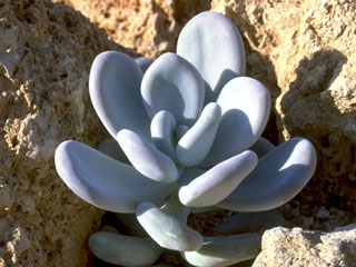 Pachyphytum bracteosum   - Pot 10 cm