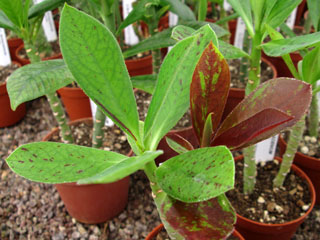 Synadenium grantii   - Pot 10 cm