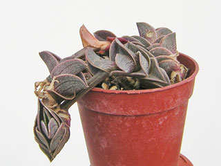 Tradescantia navicularis (Callisia navicularis)   - Pot  6 cm