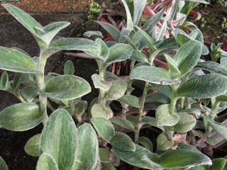 Tradescantia sillamontana   - Pot  6 cm