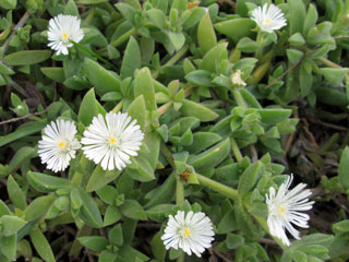 Delosperma ecklonis   - Pot  6 cm