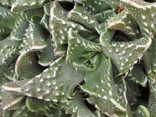 Faucaria felina ssp. tuberculosa   - Pot  6 cm