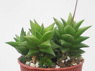 Haworthia viscosa   - Pot  5 cm