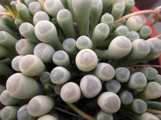 Fenestraria rhopalophylla   - Pot  6 cm