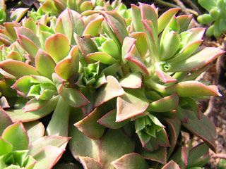 Aeonium decorum   - Pot  6 cm