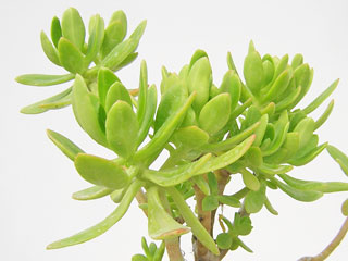 Sedum praealtum (S. dendroideum ssp. praealtum)   - Pot  6 cm