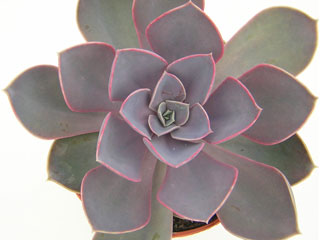 Echeveria 'Perle von Nürnberg'   - Pot  6 cm