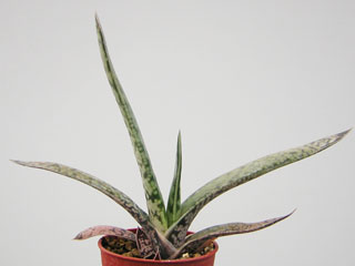 Gasteria bicolor 'Maculata'   - Pot  6 cm