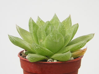 Haworthia cymbiformis   - Pot  6 cm