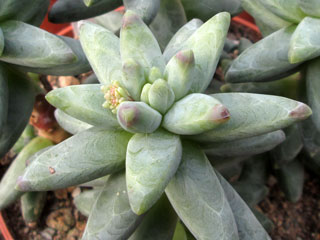 Pachyphytum 'Chiseled Stone'   - Pot  5 cm