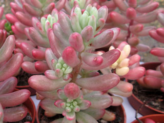 Sedum x rubrotinctum 'Aurora'   - Pot  6 cm