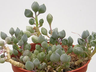 Senecio citriformis (S. pusillus)   - Pot  5 cm