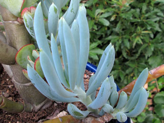 Senecio serpens 1 (ex ficoides)   - Pot  6 cm