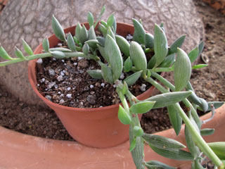 Senecio radicans   - Pot  6 cm