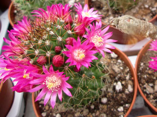 Mammillaria backebergiana ssp. ernestii   - Pot  6 cm