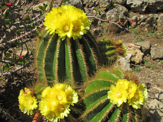 Parodia warasii (Notocactus/Eriocactus)   - Pot  5 cm