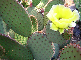 Opuntia microdasys (O. macrocalyx)   - Pot 12 cm