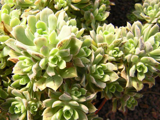 Aeonium castello-paivae   - Pot  6 cm