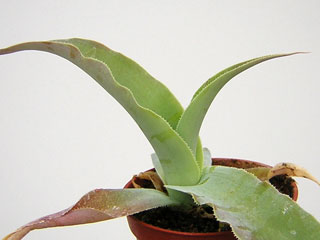 Agave vilmoriniana   - H 30-40 cm