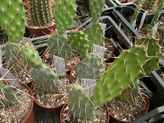 Opuntia sulphurea   - Pot  6 cm