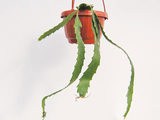 Lepismium houlletianum (Rhipsalis houlletiana)   - Pot  8 cm