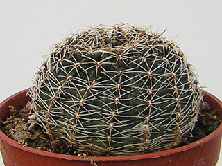 Echinopsis haematantha (Lobivia rebutioides OF 72/80)   - Pot  5 cm