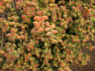 Crassula rupestris (