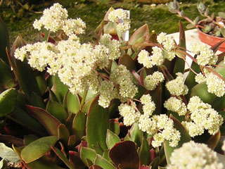 Crassula rosularis   - Pot  6 cm