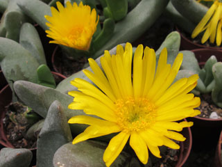 Glottiphyllum nelii   - Pot  6 cm