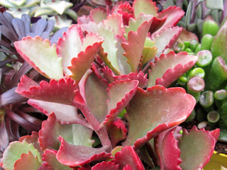 Kalanchoe sexangularis (K. petitiana)   - Pot  6 cm